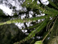 Appendicula pauciflora
