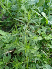 Bassia scoparia