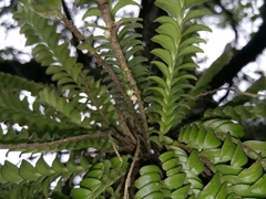 Appendicula pauciflora