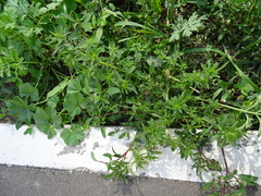Bassia scoparia