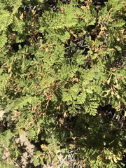 Chamaebatia foliolosa