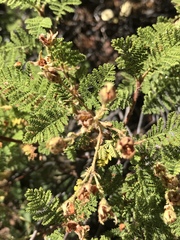 Chamaebatia foliolosa