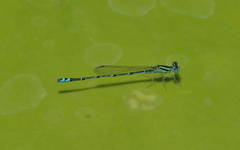 Austroagrion exclamationis