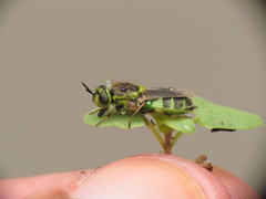 Psellidotus hieroglyphicus