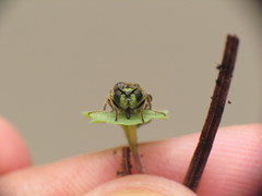 Psellidotus hieroglyphicus