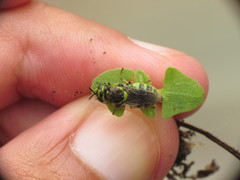 Psellidotus hieroglyphicus