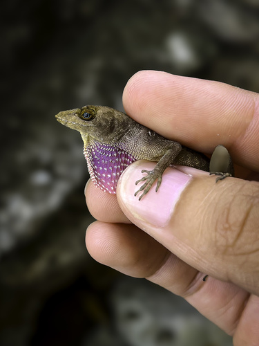 Malposo Scaly Anole, Anolis compressicauda