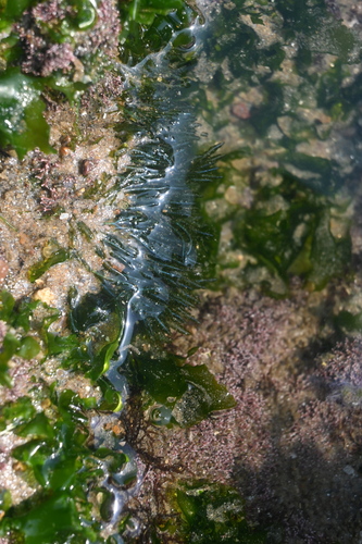 Bryopsis pennata
