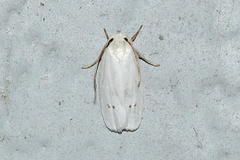 Antaeotricha albulella