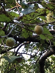 Diospyros virginiana