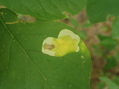 Leucanthiza dircella