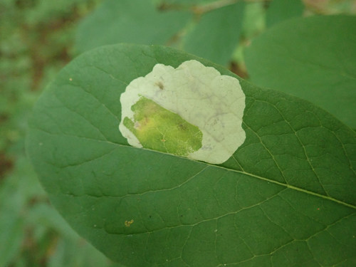 Leucanthiza dircella photo 4