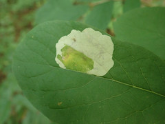 Leucanthiza dircella