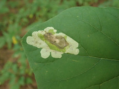 Leucanthiza dircella