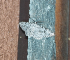 Hesperumia latipennis