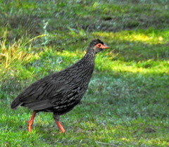 Pternistis afer castaneiventer
