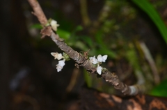 Appendicula angustifolia