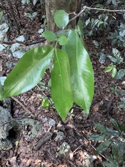 Cynometra ramiflora, photograph (c) fletchermoore, some rights reserved (CC BY)