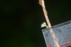 Appendicula angustifolia