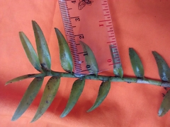 Appendicula angustifolia