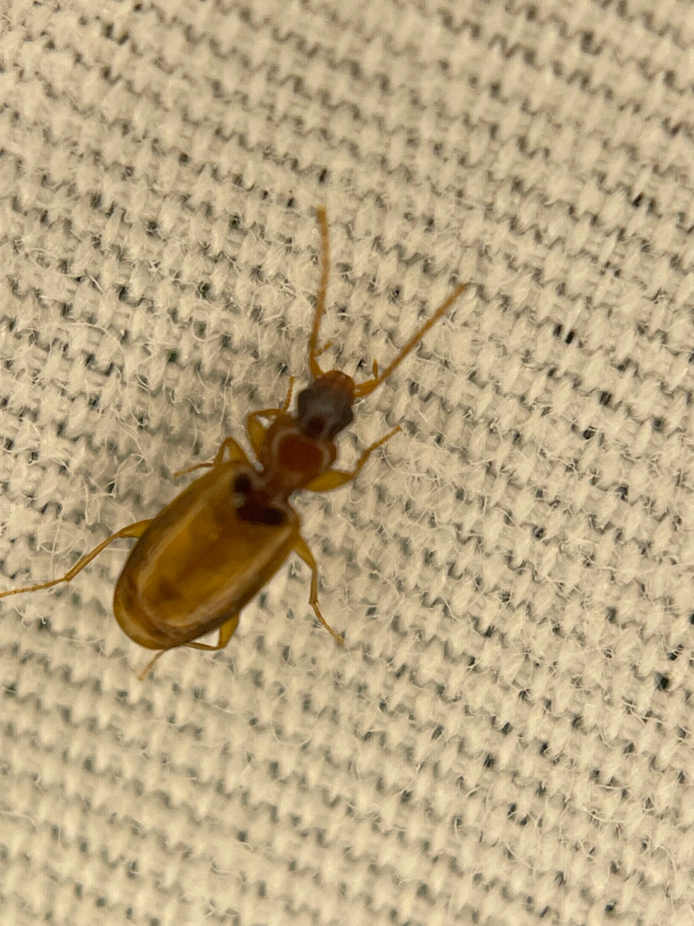 Axinopalpus fusciceps