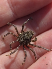 Kelp Crab