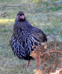 Pternistis afer castaneiventer