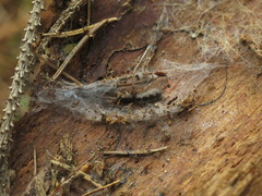 Segestria senoculata
