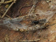 Segestria senoculata