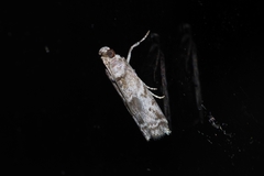 Glyptoteles leucacrinella