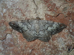 Macaria distribuaria