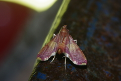 Endotricha olivacealis