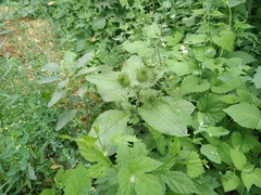 Arctium leiospermum