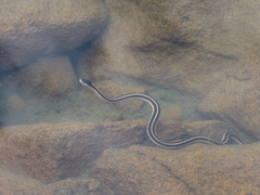 Thamnophis elegans elegans
