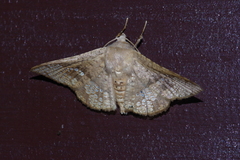 Canaea ryukyuensis