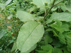 Arctium leiospermum