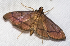 Bradina erilitoides