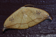 Callidrepana hirayamai