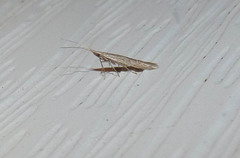 Coleophora quadruplex