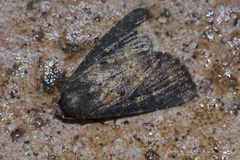 Condica illecta