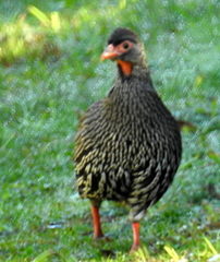 Pternistis afer castaneiventer