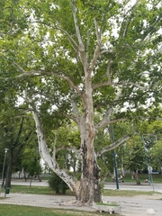 Platanus × hispanica