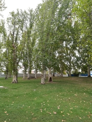 Platanus × hispanica