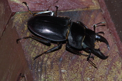 Serrognathus titanus okinawanus