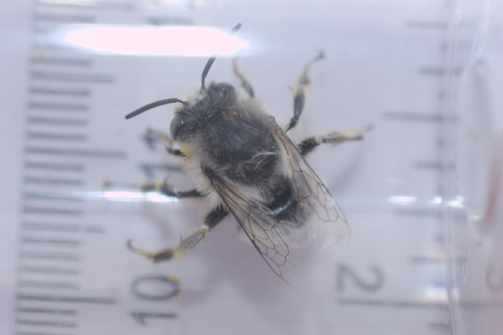 Anthophora edwardsii