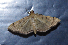 Omiodes decisalis