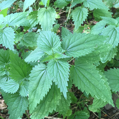 Urtica dioica