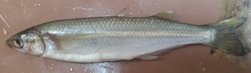 Gulf Grunion