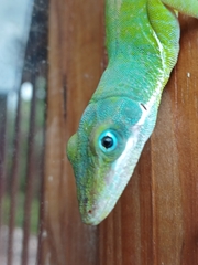 Pedernales Green Anole photo 4