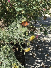 Danaus plexippus
